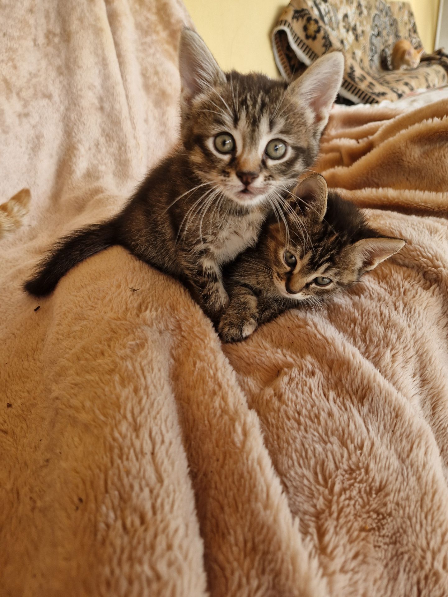 КотоЧаклункаНаВдачу Балуване Шовкове Місячне КотоДівча