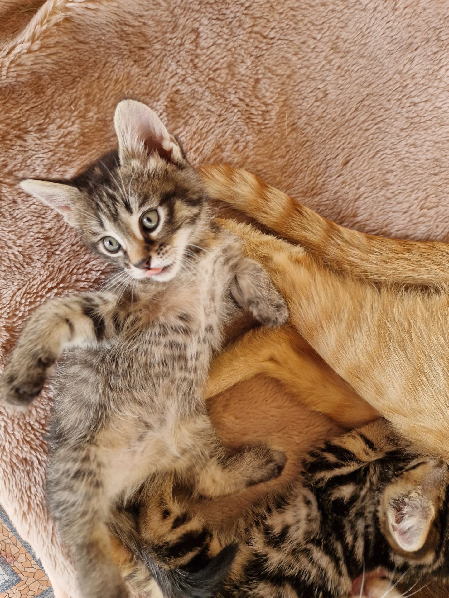 КотоЧаклункаНаВдачу Балуване Шовкове Місячне КотоДівча