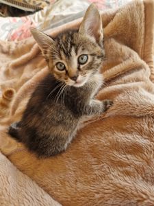 КотоЧаклункаНаВдачу Балуване Шовкове Місячне КотоДівча