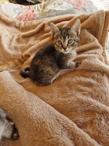 Ніжне шовкове кошенятко