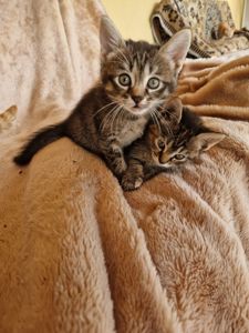 КотоЧаклункаНаВдачу Балуване Шовкове Місячне КотоДівча