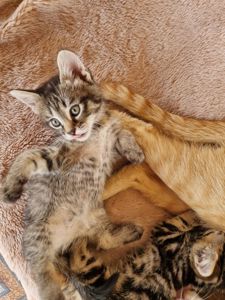 КотоЧаклункаНаВдачу Балуване Шовкове Місячне КотоДівча