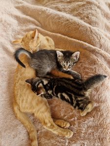 КотоЧаклункаНаВдачу Балуване Шовкове Місячне КотоДівча