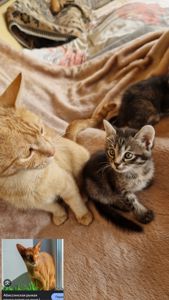 КотоЧаклункаНаВдачу Балуване Шовкове Місячне КотоДівча
