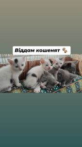 Кошенята