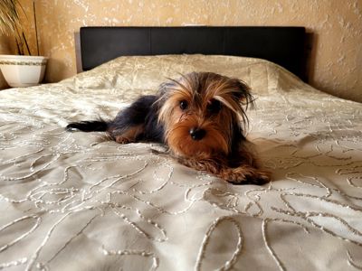 Маленьке щастя