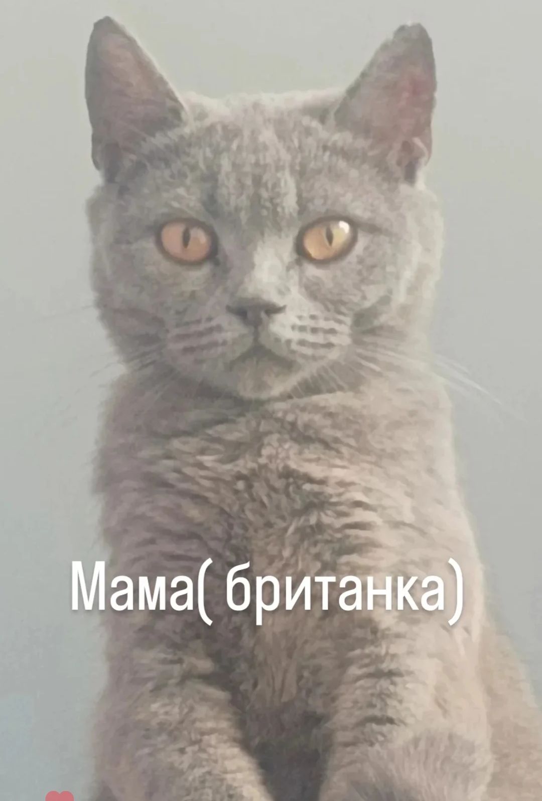 Котята на бронирование. Родились 27.07.2025