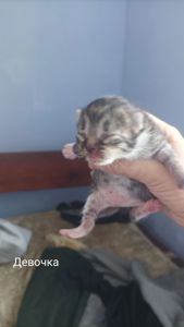 Котята на бронирование. Родились 27.07.2025
