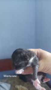 Котята на бронирование. Родились 27.07.2025