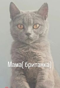 Котята на бронирование. Родились 27.07.2025