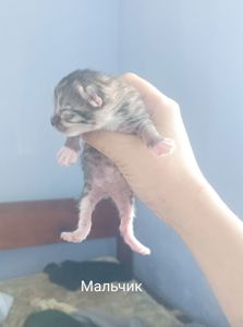 Котята на бронирование. Родились 27.07.2025