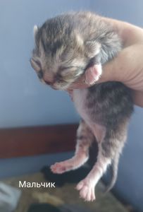 Котята на бронирование. Родились 27.07.2025