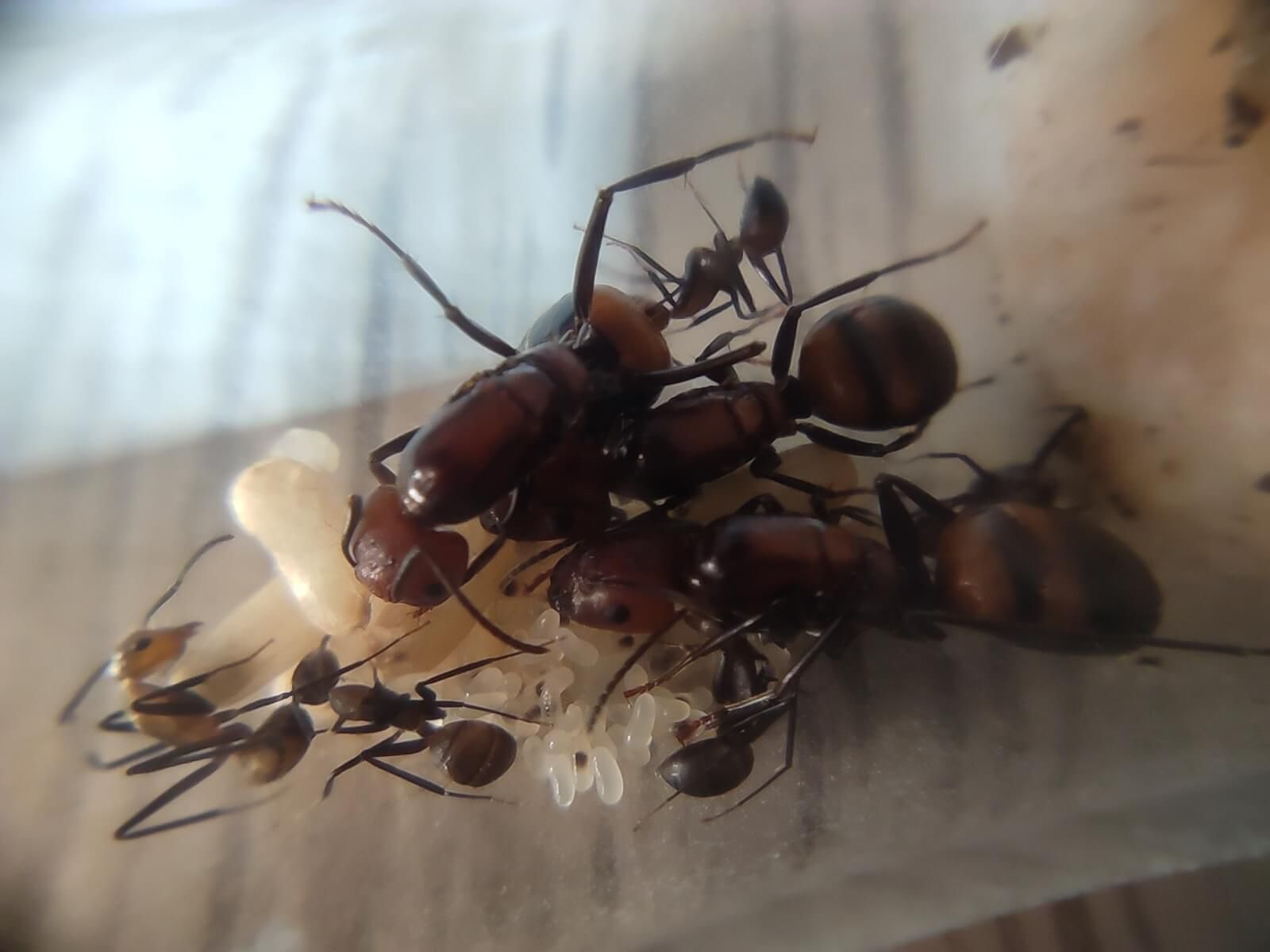 Camponotus nicobarensis. Муравьи. Формикарий