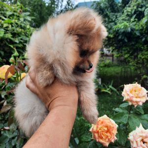 Померанський шпіц