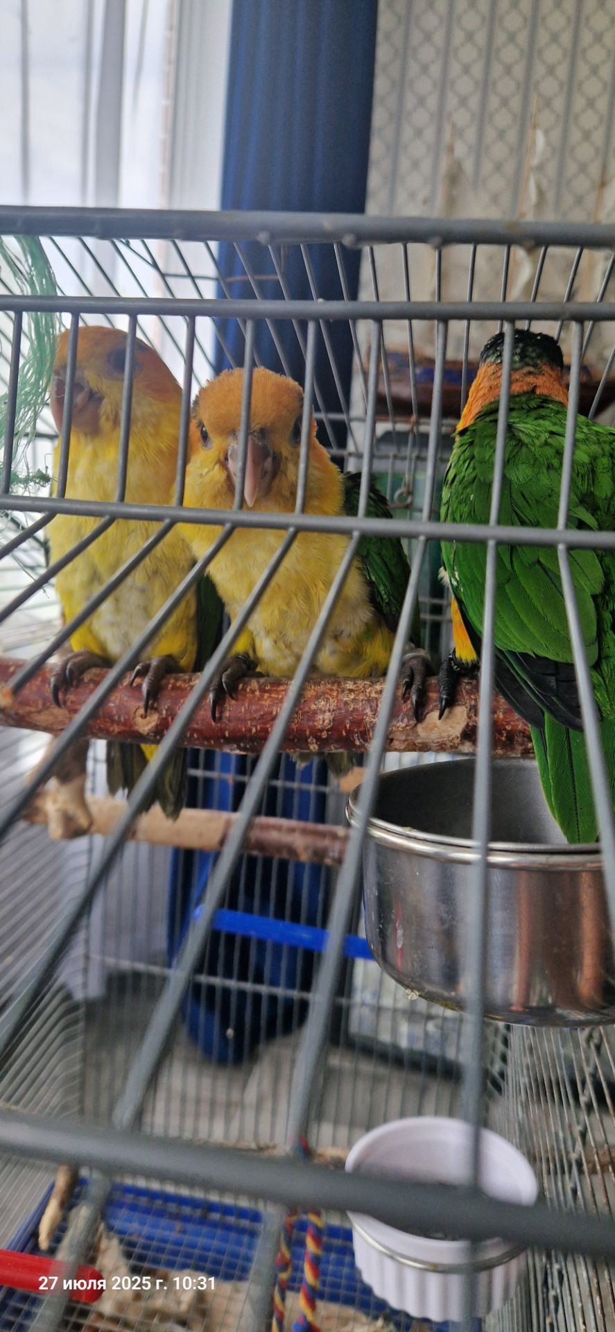 Каик птенчик