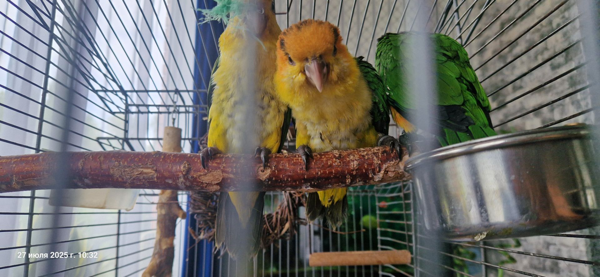 Каик птенчик