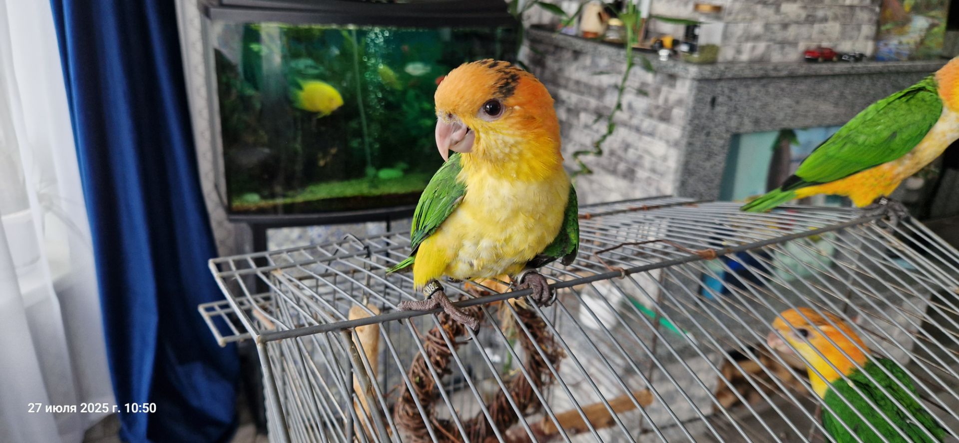 Каик птенчик