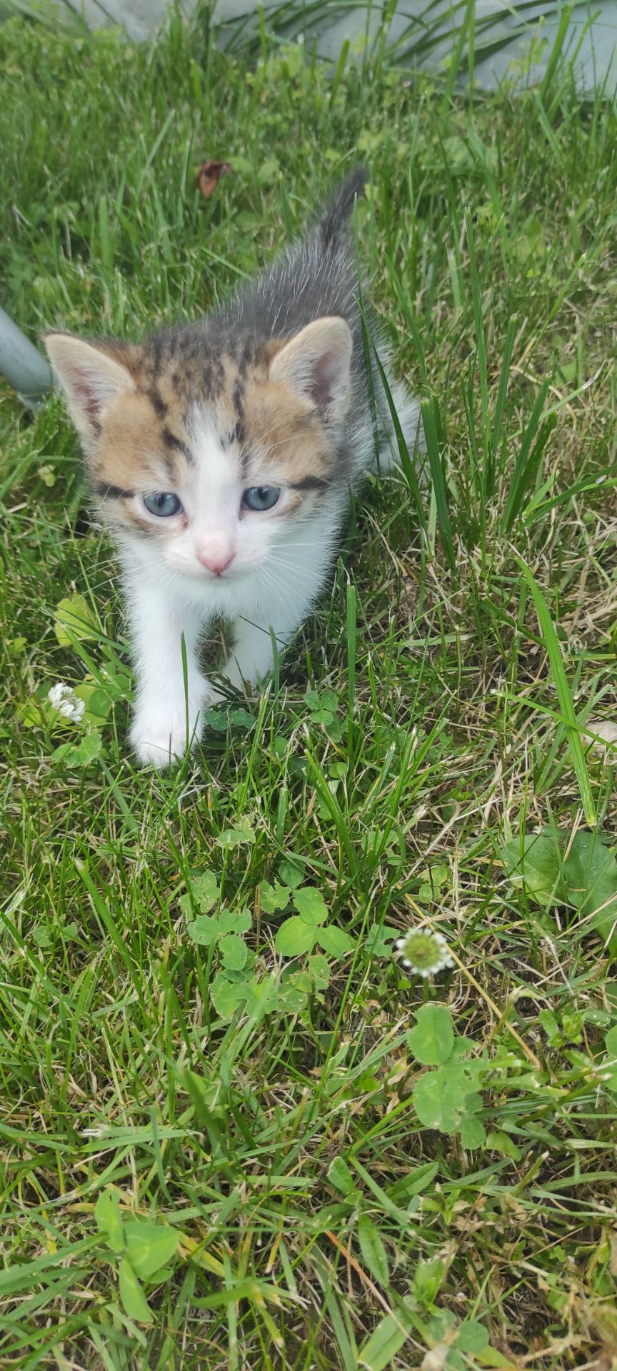 Кошеня, хлопчик