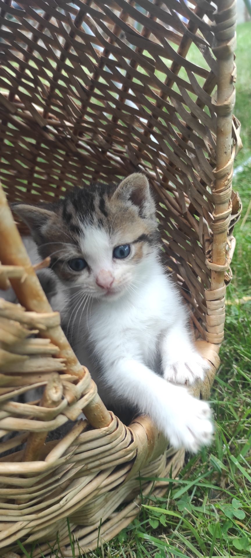 Кошеня, хлопчик