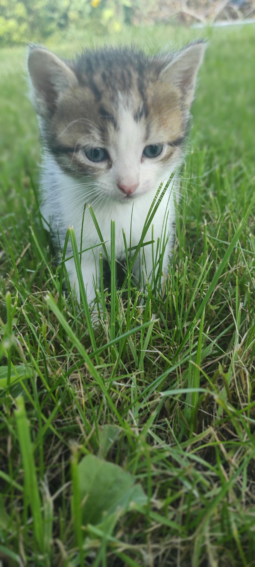 Кошеня, хлопчик