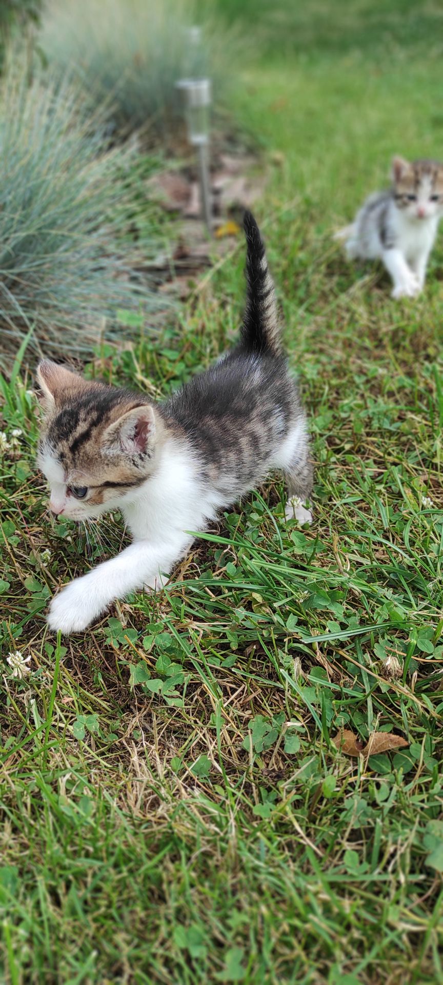 Кошеня, хлопчик