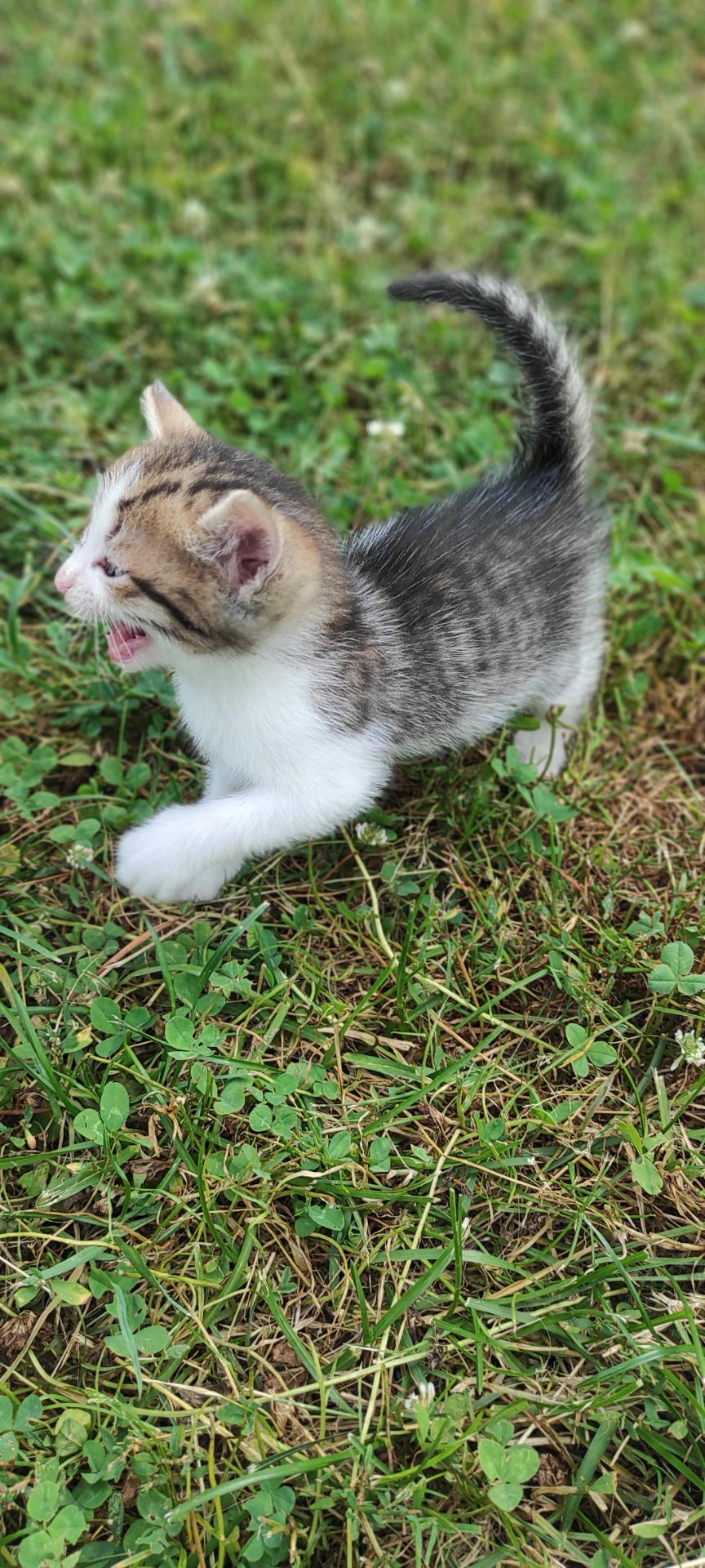 Кошеня, хлопчик