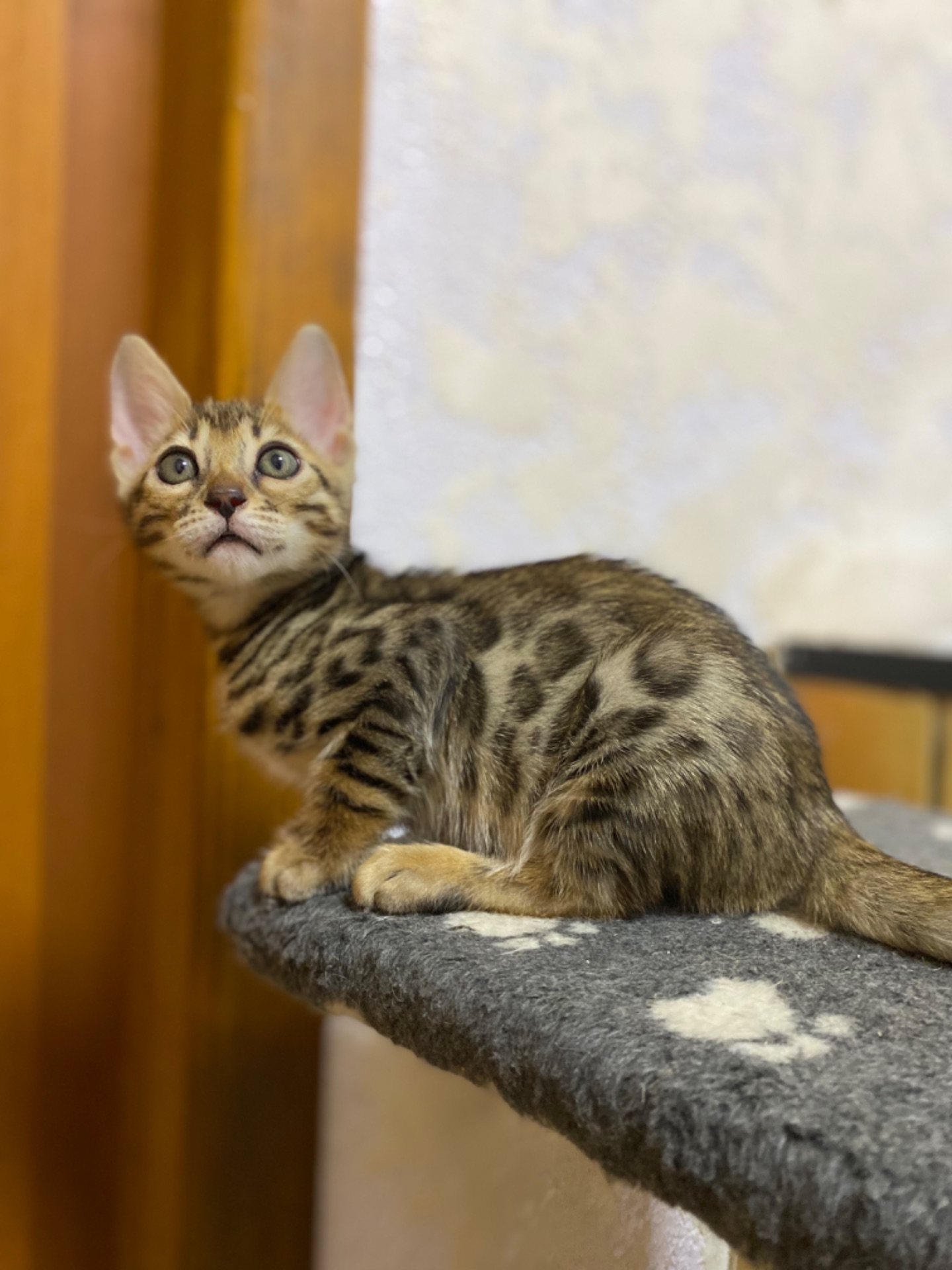 Бенгальские Котята
