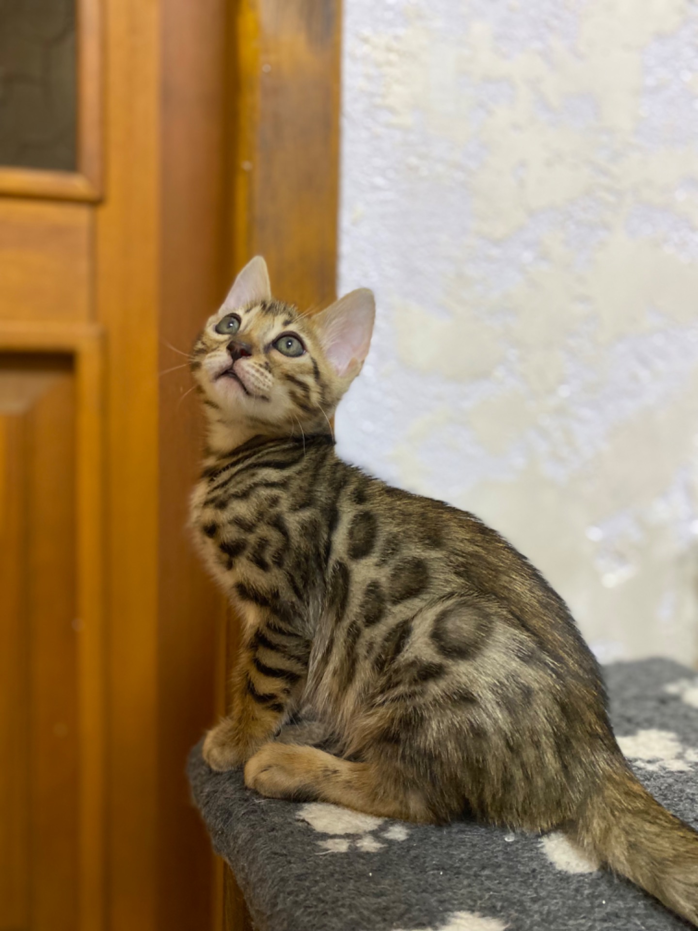 Бенгальские Котята