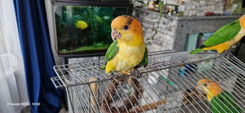 Каик птенчик