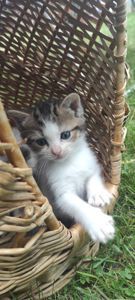 Кошеня, хлопчик