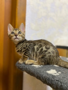 Бенгальские Котята