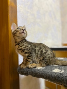 Бенгальские Котята