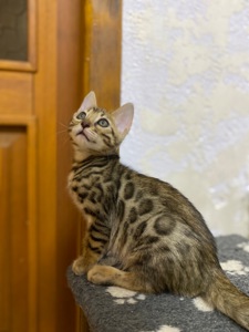 Бенгальские Котята