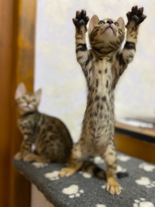 Бенгальские Котята