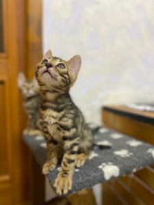 Бенгальские Котята