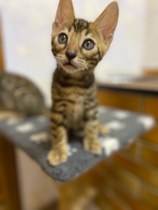 Бенгальские Котята