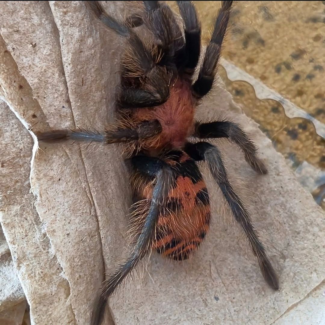 Davus pentaloris