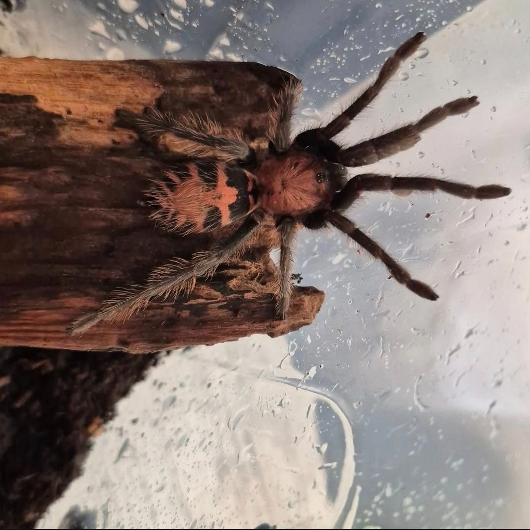 Davus pentaloris