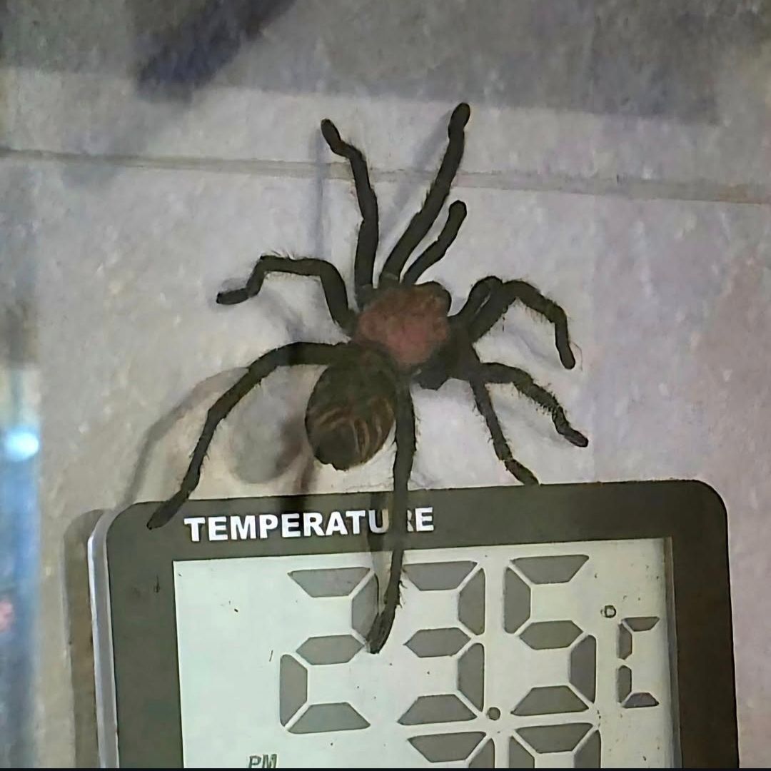 Davus pentaloris