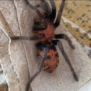 Davus pentaloris