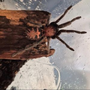 Davus pentaloris