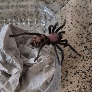 Davus pentaloris