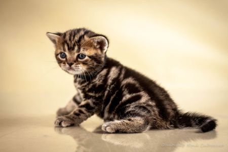 Американська короткошерста Хлопчик Резерв і продаж