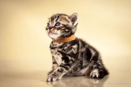Американська короткошерста Хлопчик Резерв і продаж