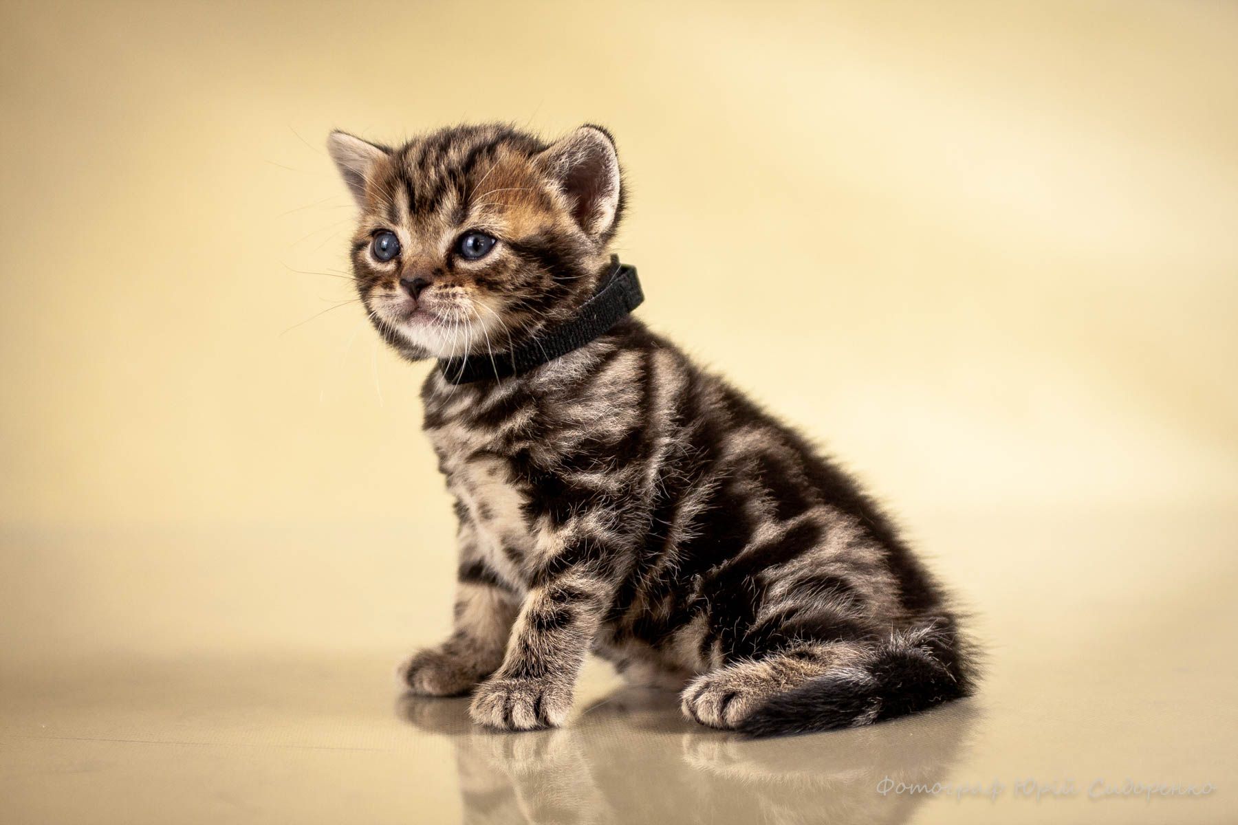 Кошенята. Хлопчик та дівчинка. Американська короткошерста