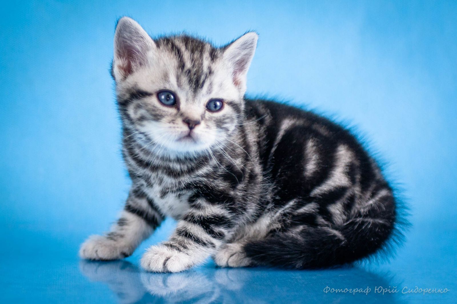 Хлопчик Американський короткошерстий. Раннє бронювання