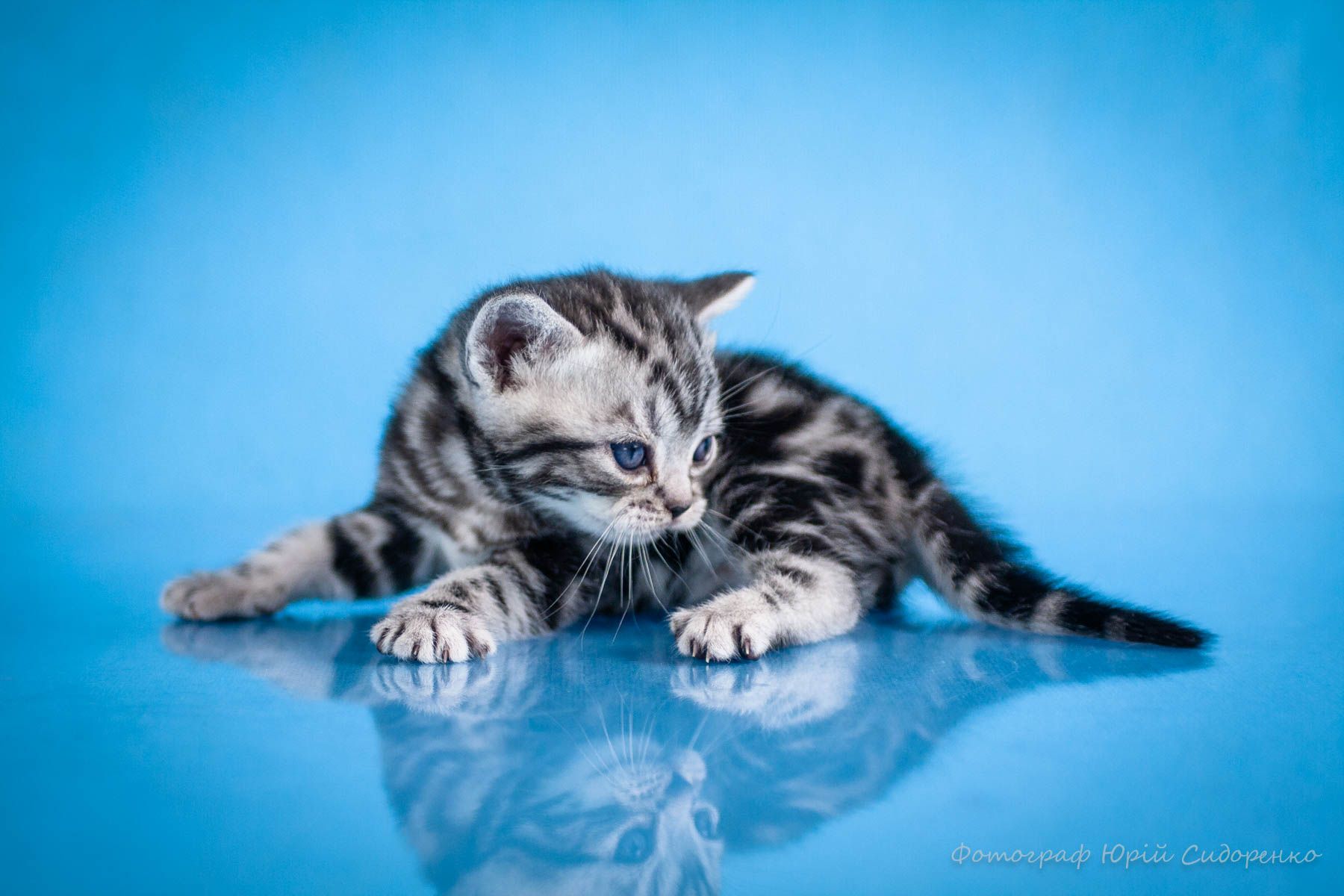 Американська короткошерстна. Хлопчик УСТІМ