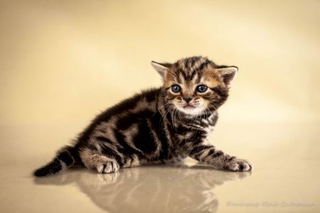 Американська короткошерстна дівчинка УЛЯ. Раннє бронювання