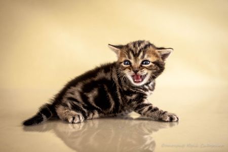 Американська короткошерстна дівчинка УЛЯ. Раннє бронювання