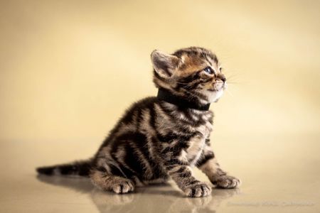 Американська короткошерстна дівчинка УЛЯ. Раннє бронювання